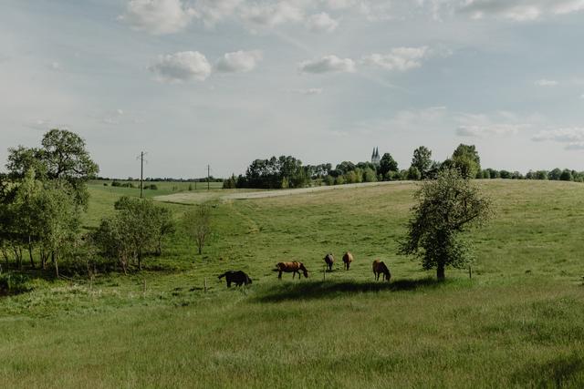 Alantos žirgų sodybos KALNO NAMELIS SU 2 ATSKIRAIS MIEGAMAISIAIS, kubilu ir infrasauna