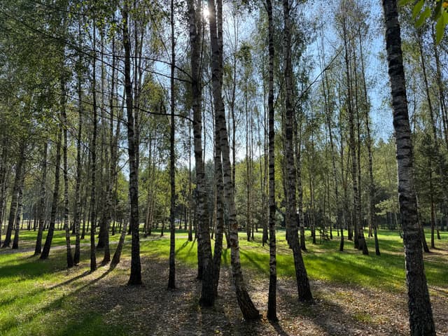 Nameliai miško apsuptyje